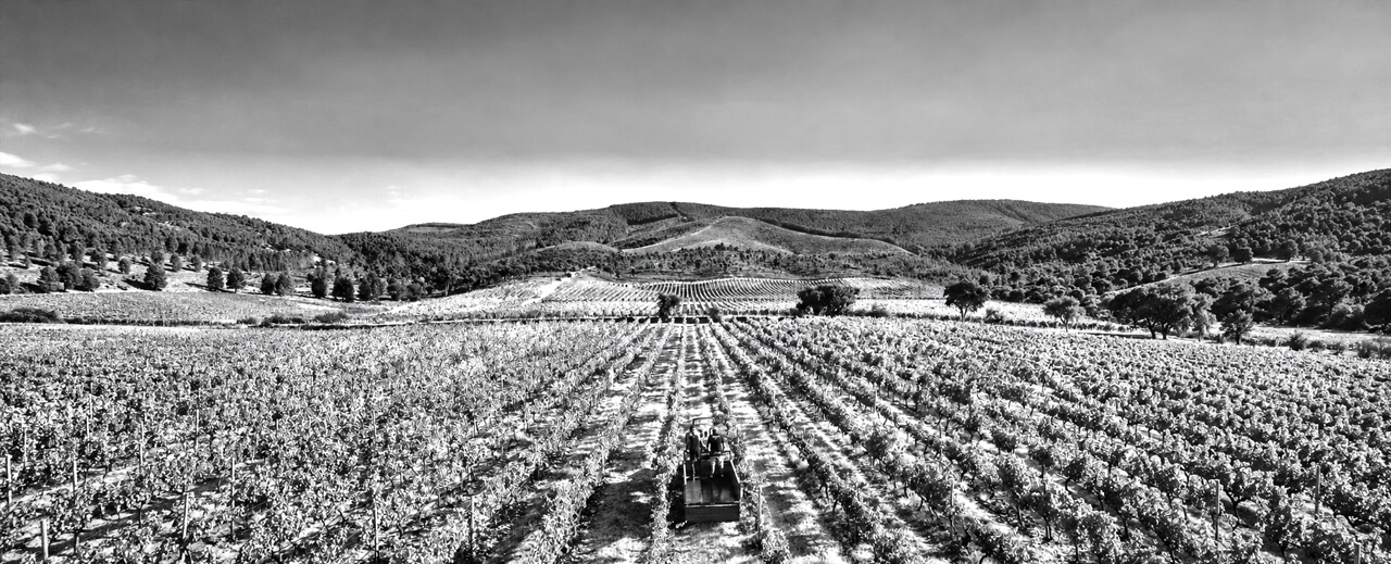 Schwarz-Weiß-Panorama einer weitläufigen Weinlandschaft mit Rebzeilen, einem Weinbergsfahrzeug und bewaldeten Hügeln im Hintergrund.
