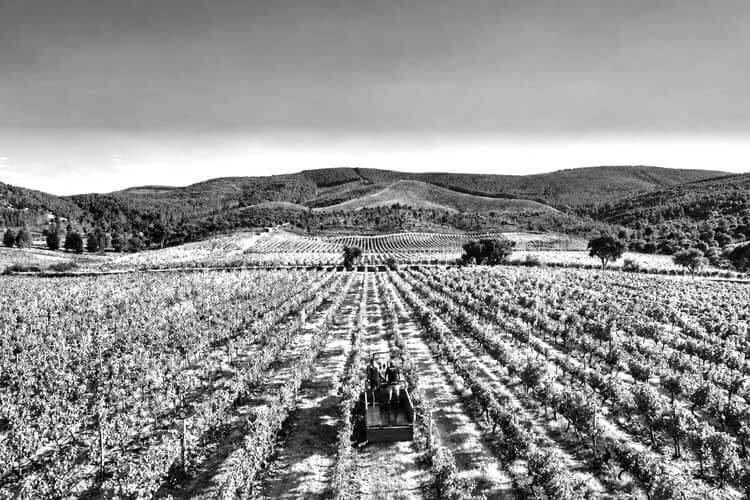 Weinberge in Schwarz-Weiß mit einem kleinen Weinbergsfahrzeug zwischen den Rebzeilen und sanften Hügeln am Horizont.